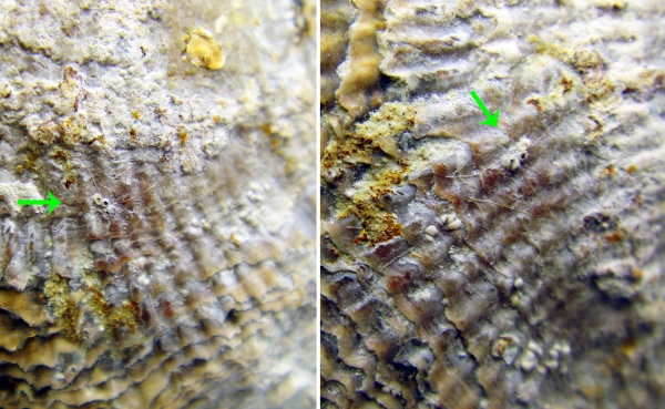 Atrypa, Epizoans, Ascodictyon