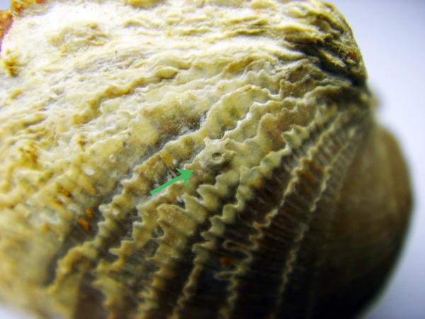 Atrypa, holdfast, Epizoans, Crinoid holdfast