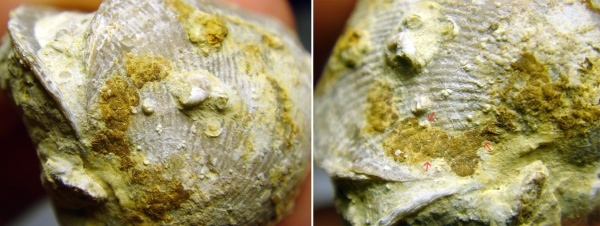 Atrypa, Epizoans, Ascodictyon, Palaeoconchus, Взаимоотношения Epizoans-Epizoans, Rothpletzella