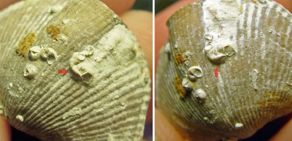 Cyrtospirifer, Cornulites, Epizoans, Palaeoconchus, Взаимоотношения Epizoans-Epizoans