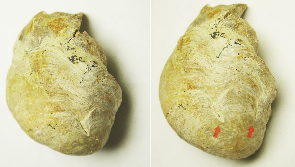 прижизненные повреждения, Двустворка-прилипала