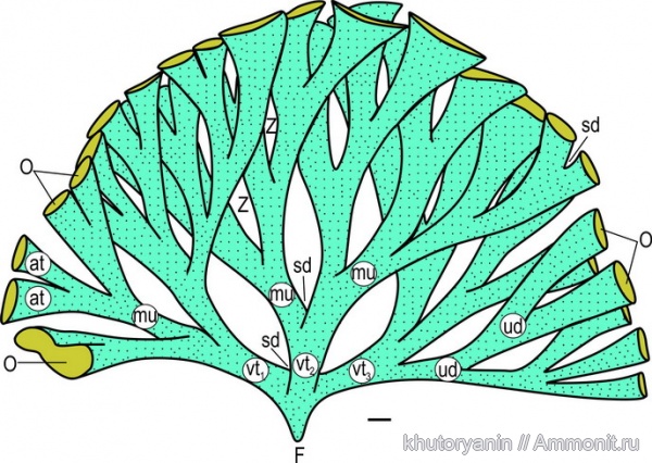 губки, верхний мел, сантон, гексактинеллида, колония, Frutexispongia