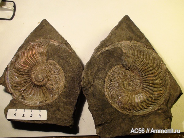 Amoeboceras, Amoeboceras ilovaiskii, устье