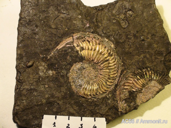 Amoeboceras ilovaiskii