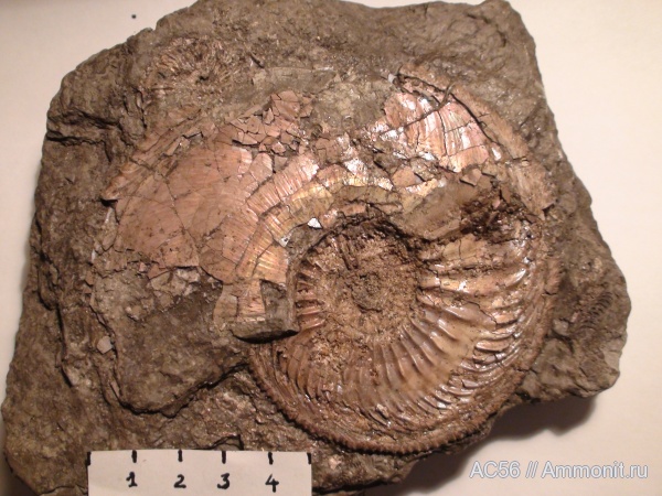 макроконхи, Amoeboceras, Amoeboceras alternoides, Macroconchs