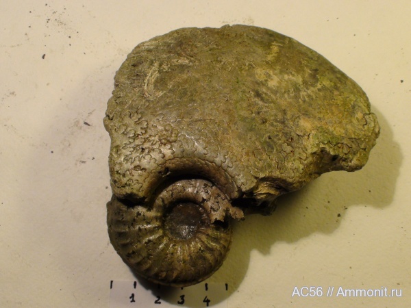 Amoeboceras shuravskii