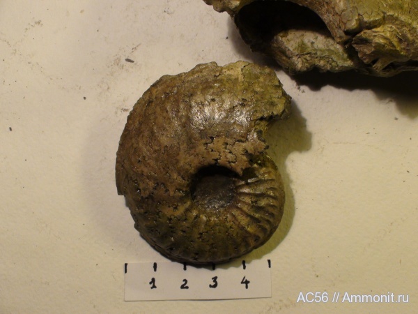 Amoeboceras shuravskii