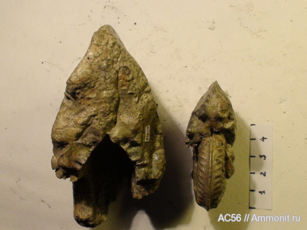 Amoeboceras shuravskii