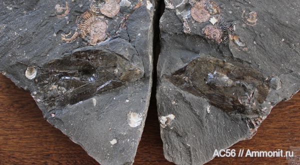 Coleoidea, декаподы