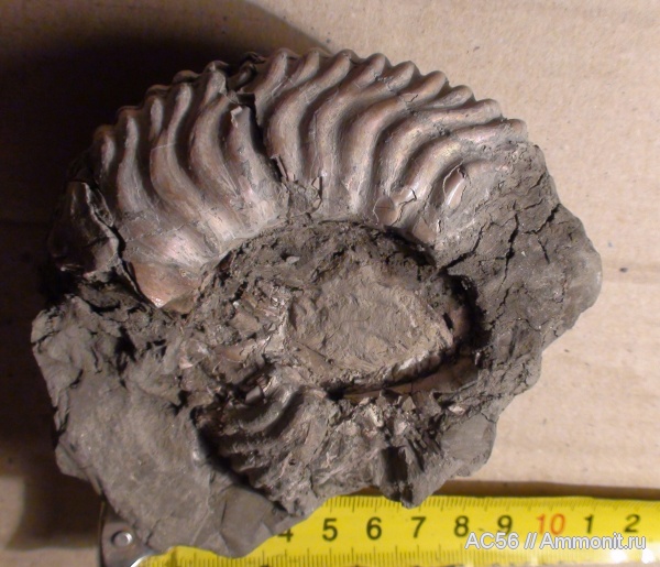 аммониты, оксфорд, средний оксфорд, Peltoceratinae, Gregoryceras