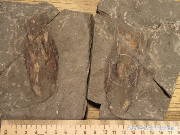 верхний оксфорд, колеоидеи, чернильные мешки, inc sac