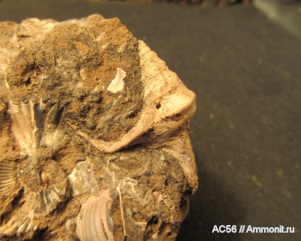 гастроподы, нижний келловей, Bicorempterus, верхи зоны gowerianus