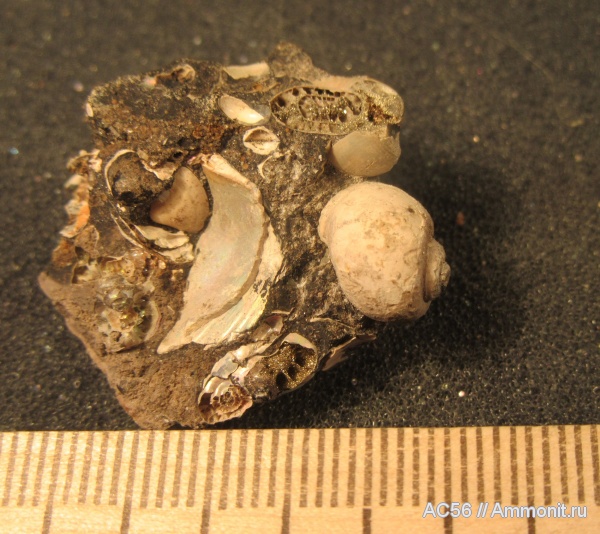 гастроподы, нижний келловей, верхи зоны gowerianus