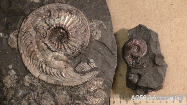 аммониты, Amoeboceras, Amoeboceras glosense, зона Amoeboceras alternoides