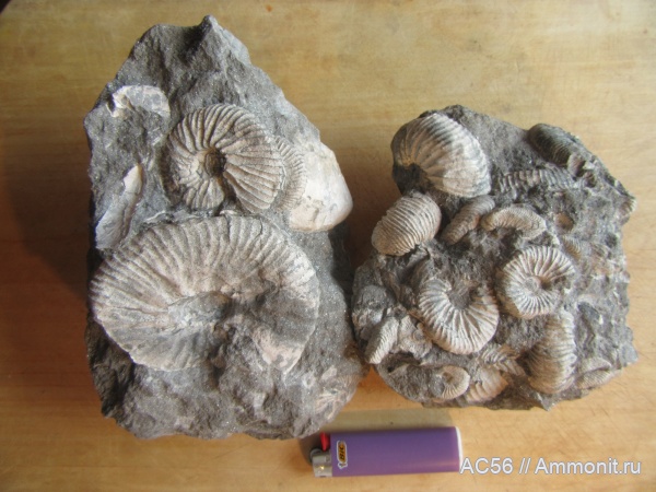 валанжин, Ammonoidea, Euryptychites, Siberites