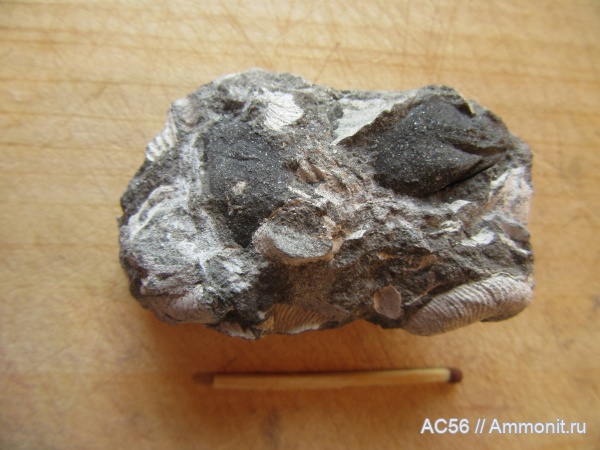 валанжин, Ammonoidea, Euryptychites, Siberites, полиптихиты