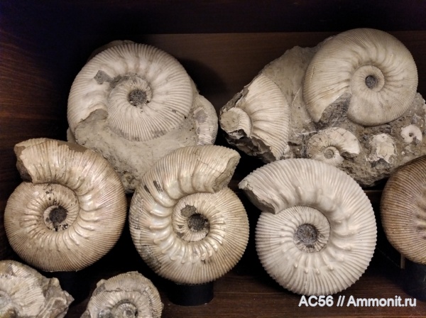 юра, нижний келловей, Kepplerites, зона gowerianus