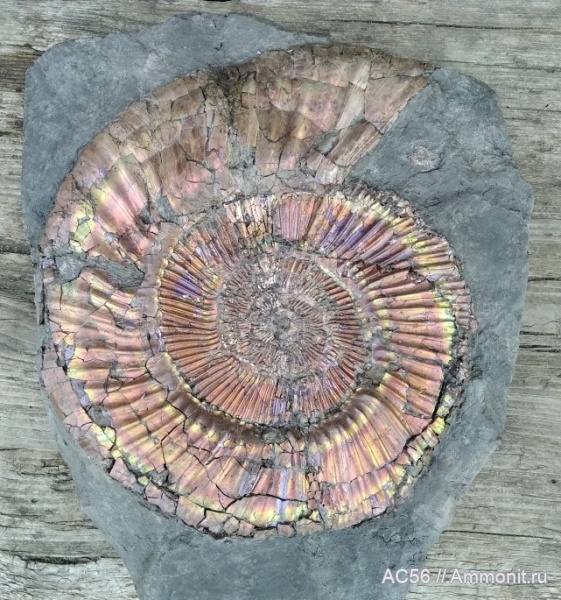 юра, верхний оксфорд, Ammonoidea, зона Amoeboceras alternoides, Perisphictes