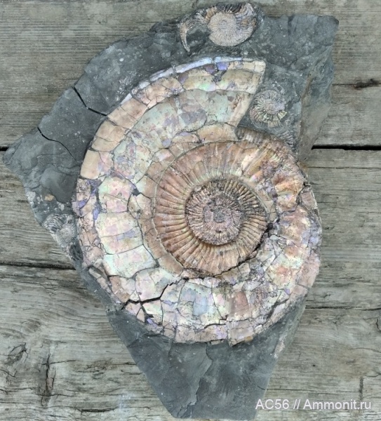 юра, верхний оксфорд, Ammonoidea, зона Amoeboceras alternoides, Perisphictes