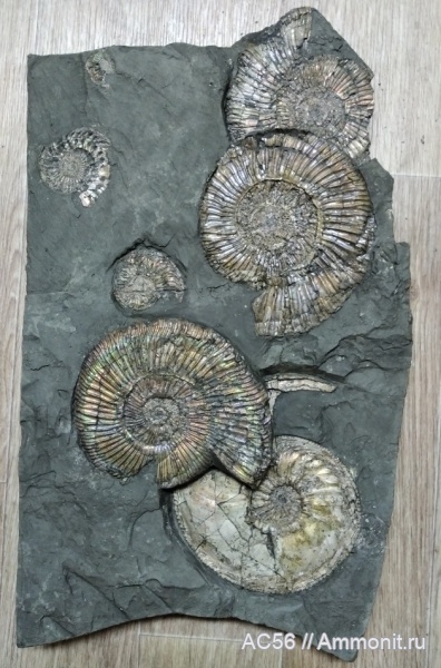 юра, верхний оксфорд, Ammonoidea, зона Amoeboceras alternoides, Perisphictes