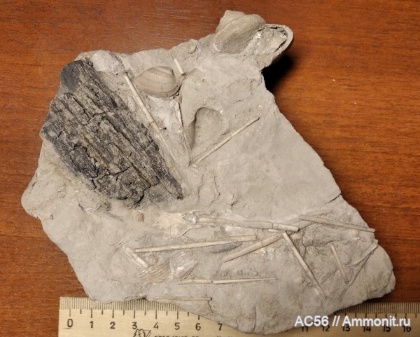 юра, Echinodermata, оксфордский ярус, зона tenuiserratum