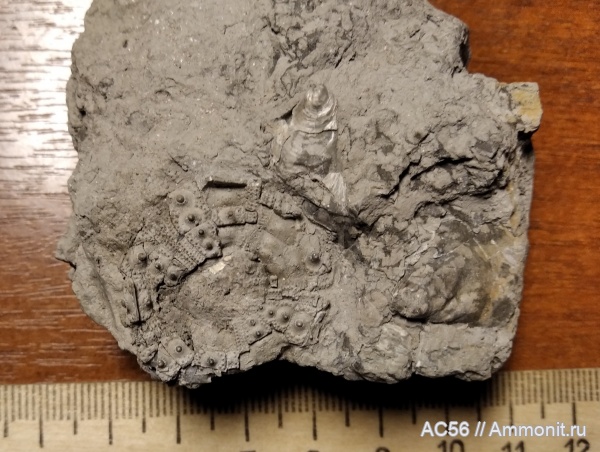 юра, Echinodermata, оксфордский ярус, зона tenuiserratum