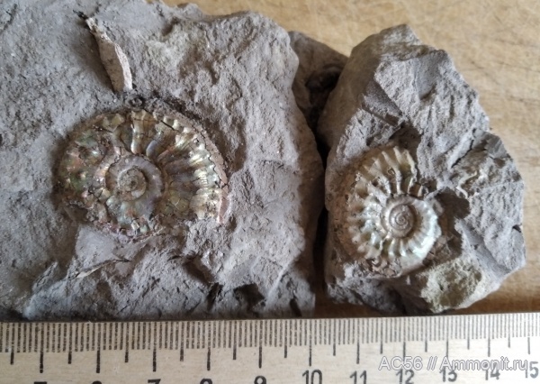 юра, Cardioceras, Ammonoidea, Cawtoniceras, оксфордский ярус, зона tenuiserratum, Cardioceras cawtonense