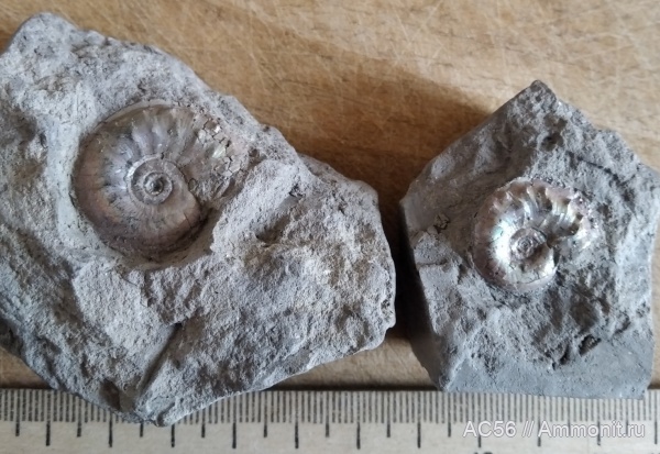 юра, Cardioceras, Ammonoidea, оксфордский ярус, Maltoniceras, зона tenuiserratum, Cardioceras brightoni