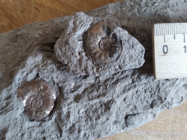 юра, Cardioceras, Ammonoidea, оксфордский ярус, Cardioceras tenuiserratum, зона tenuiserratum