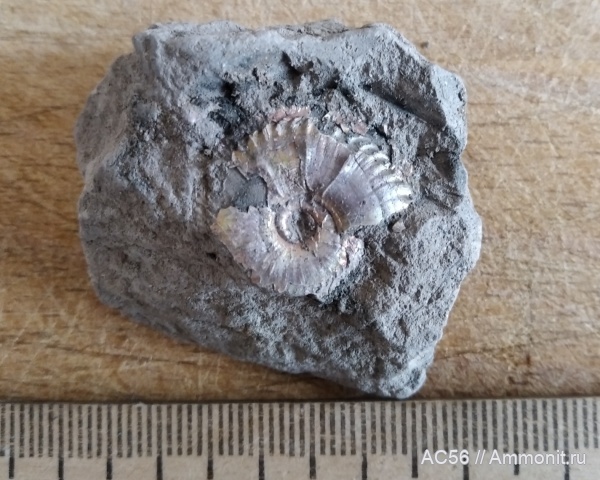 юра, Cardioceras, Ammonoidea, Cawtoniceras blakei, Cawtoniceras, оксфордский ярус, зона tenuiserratum