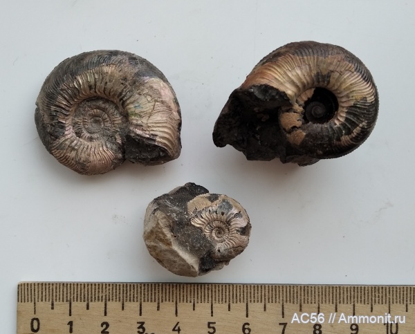 юра, Cardioceras, Cardioceras tenuicostatum, Ammonoidea, оксфордский ярус, Plasmatoceras, зона densiplicatum, Cardioceras (Plasmatoceras) tenuicostatum