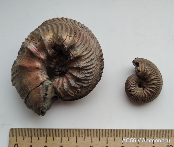 юра, Cardioceras, Cardioceratidae, Ammonoidea, оксфордский ярус, зона percaelatum, Cardioceras (Cardioceras) rouillieri, Cardioceras rouillieri