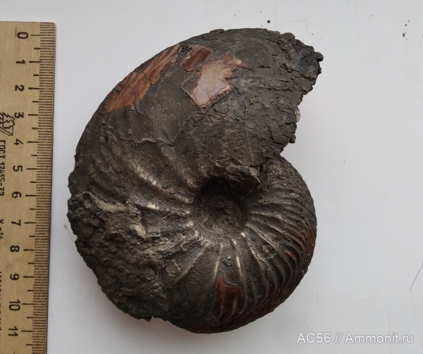 юра, Cardioceras, Cardioceratidae, Ammonoidea, оксфордский ярус, scarburgiceras, зона praecordatum, Cardioceras (Sсarburgiceras) alfacordatum, Cardioceras alfacordatum