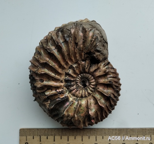 юра, Cardioceras, Ammonoidea, Cardioceras percaelatum, оксфордский ярус, Cardioceras (Cardioceras) percaelatum, зона percaelatum