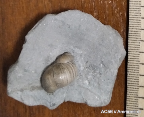 юра, Gastropoda, оксфордский ярус, mollusca, зоны tenuiserratum- alternoides