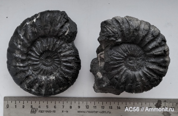 юра, волжский ярус, зона Dorsoplanites panderi, зона Virgatites virgatus, поздняя юра юра, волжский ярус, зона Dorsoplanites panderi, зона Virgatites virgatus, поздняя юра