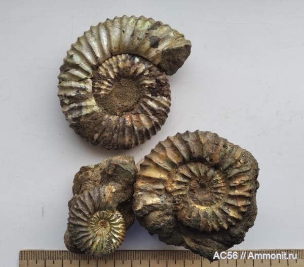 аммониты, мезозой, нижний мел, Riasanites, берриасский ярус