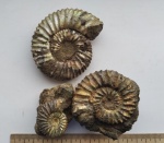 Riasanites riasanensis