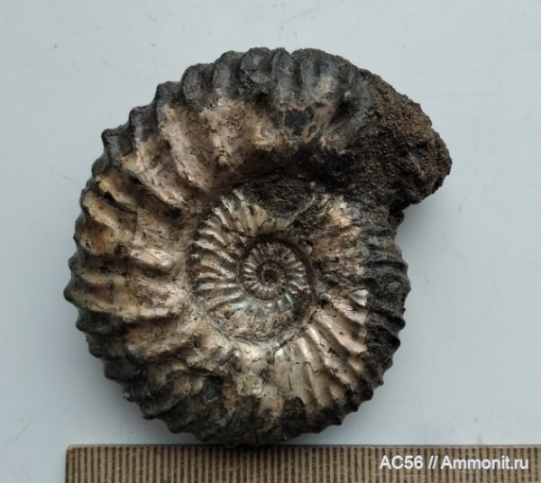 аммониты, мезозой, нижний мел, Malbosiceras, берриасский ярус