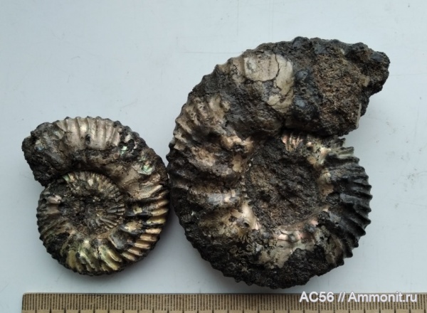 аммониты, мезозой, нижний мел, Malbosiceras, берриасский ярус