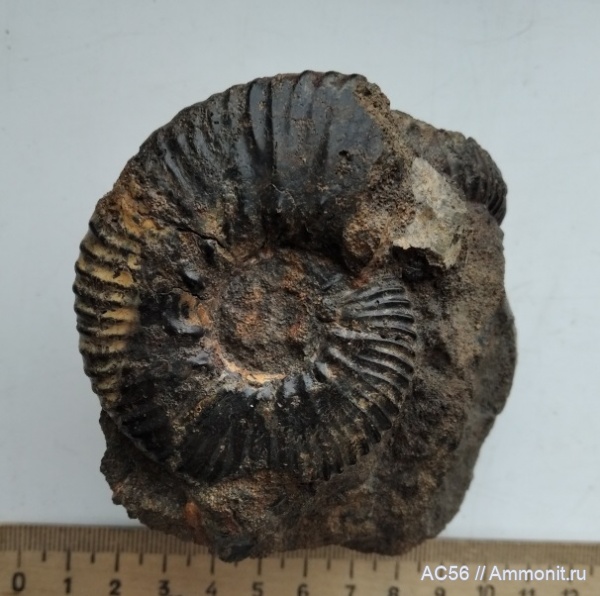 аммониты, мезозой, нижний мел, берриасский ярус, Subalpinites faurieformis