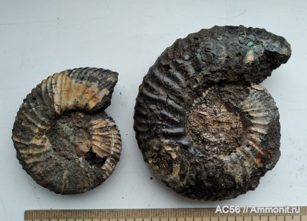 аммониты, мезозой, нижний мел, берриасский ярус, Subalpinites gruendeli