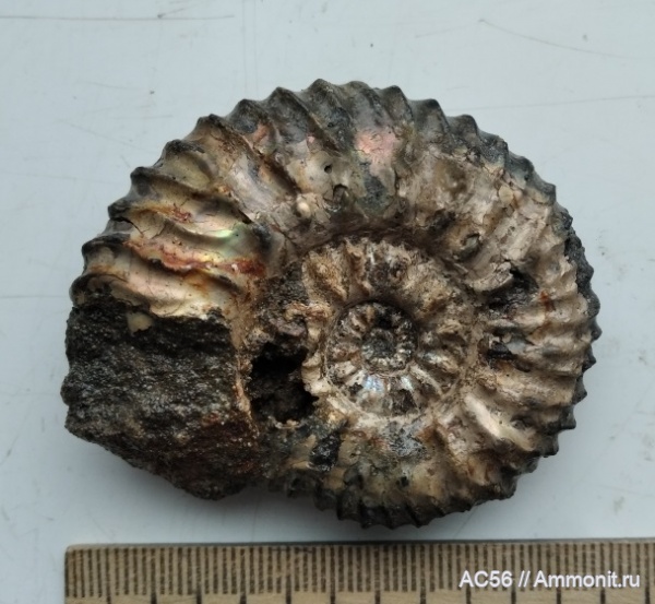 аммониты, мезозой, нижний мел, берриасский ярус, Mazenoticeras