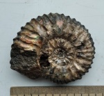 Mazenoticeras sp. микроконх