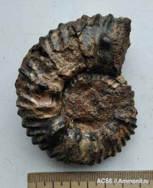 аммониты, мезозой, нижний мел, Pomeliceras, берриасский ярус