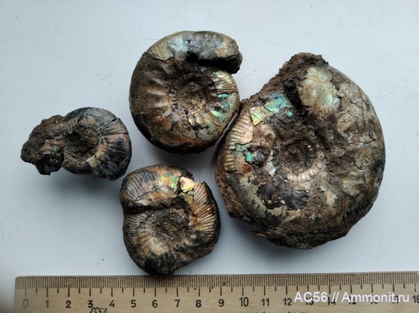 аммониты, мезозой, нижний мел, берриасский ярус, Pseudocraspedites bogomolovi