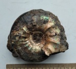 Pseudocraspedites sp.