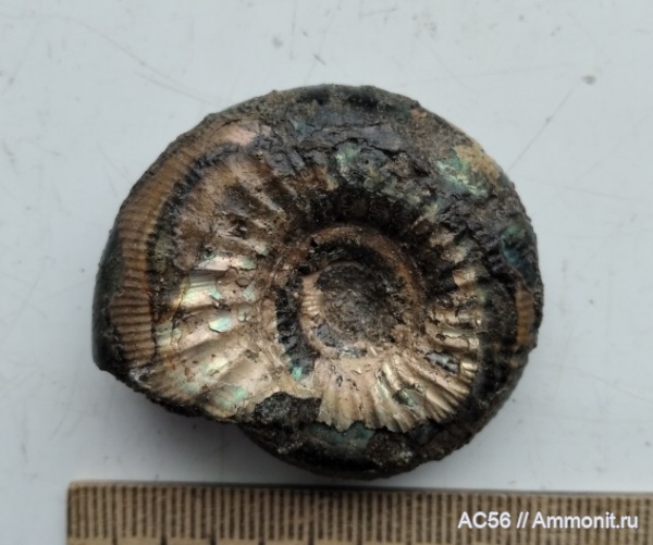 аммониты, мезозой, нижний мел, Peregrinoceras, берриасский ярус