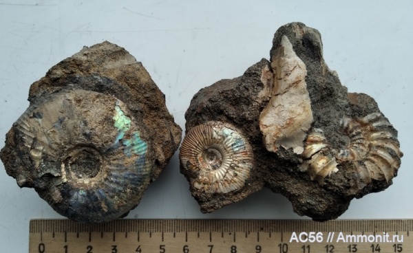 аммониты, мезозой, нижний мел, берриасский ярус, Praetollia