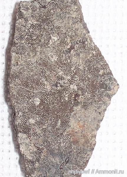 юра, кораллы, мезозой, беспозвоночные, Thamnasteria, Jurassic